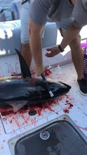 Load image into Gallery viewer, L.T. Marine Tuna Tomahawk